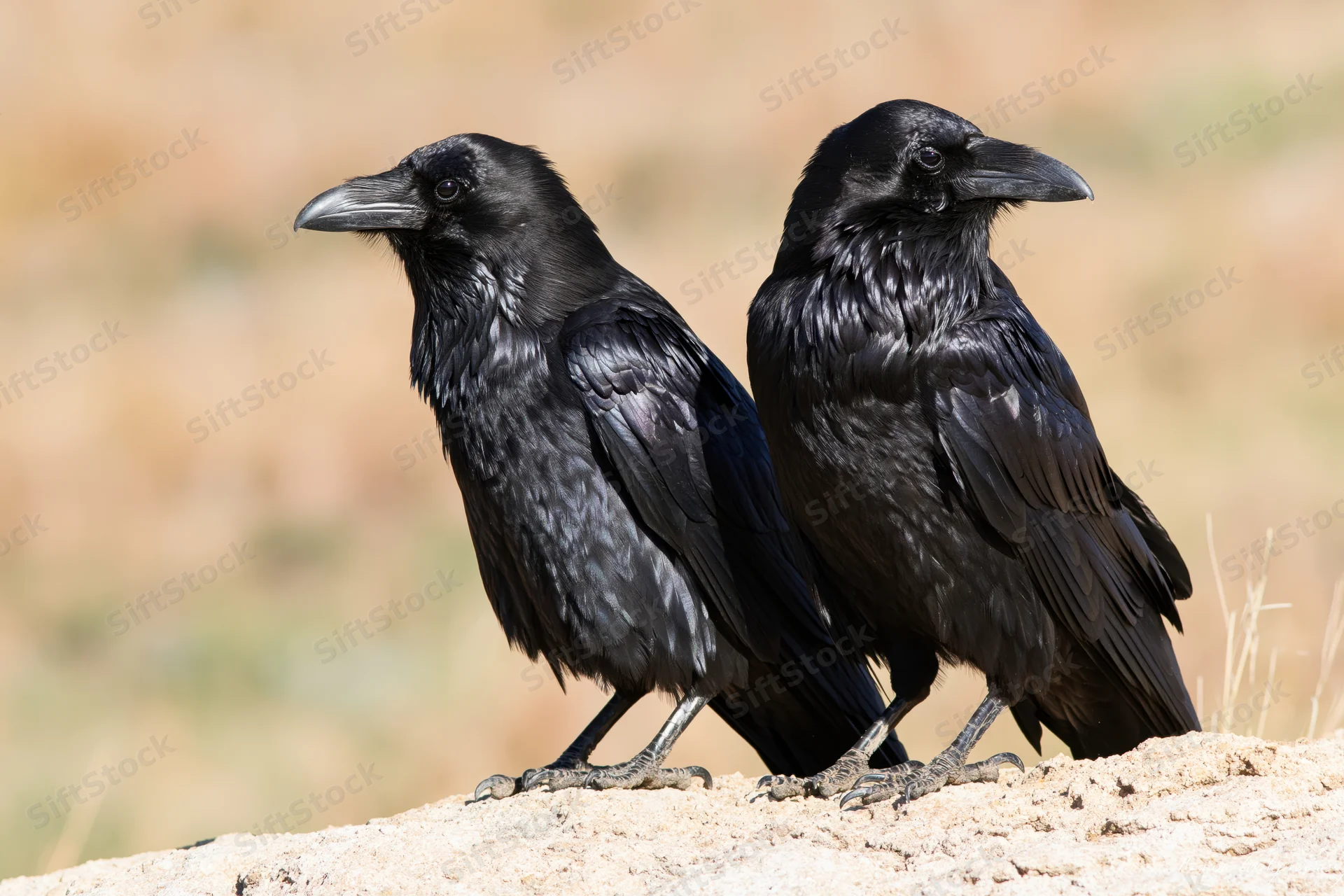 Two ravens perched side by side on a pale sandstone rock