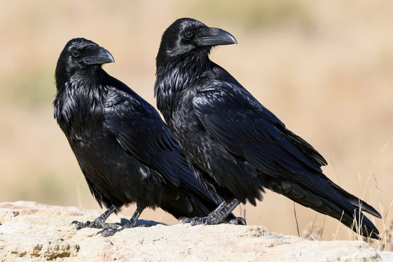 Two ravens perched side by side on a pale sandstone rock