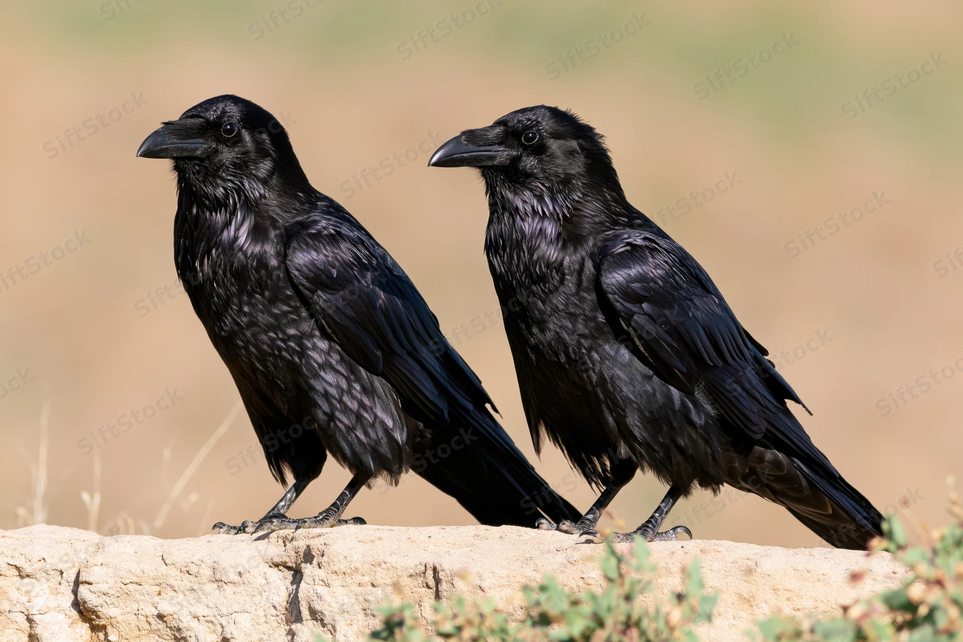Two ravens perched side by side on a sandstone rock in a dry landscape