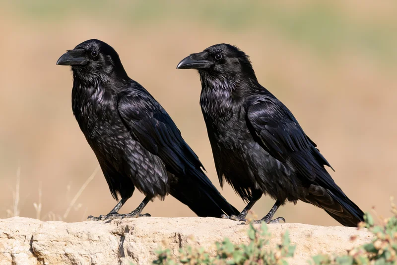 Two ravens perched side by side on a sandstone rock in a dry landscape