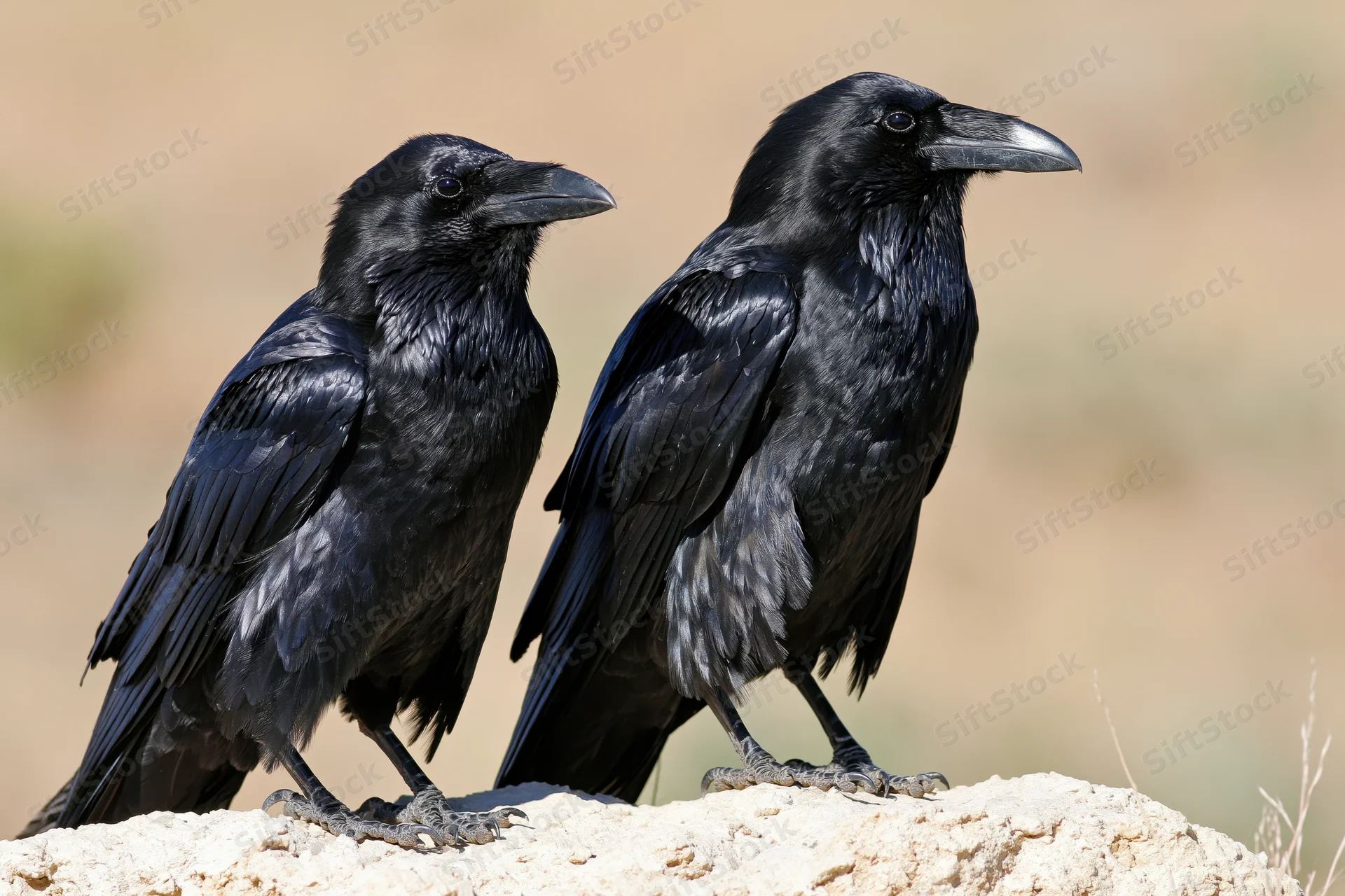 Two ravens perched side by side on a pale sandstone rock