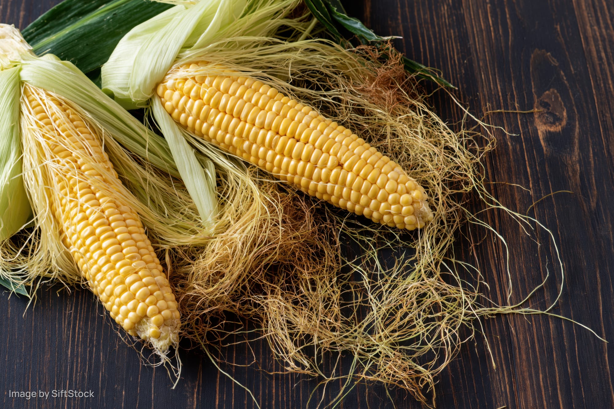 Two freshly husked ears of yellow corn with green husks and silk on a dark wooden table