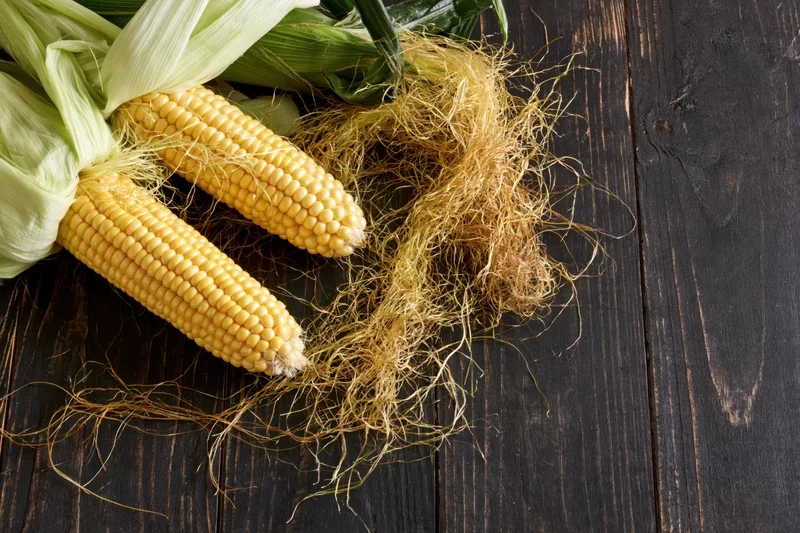 Two freshly husked ears of yellow corn with green husks and silk on a dark wooden table