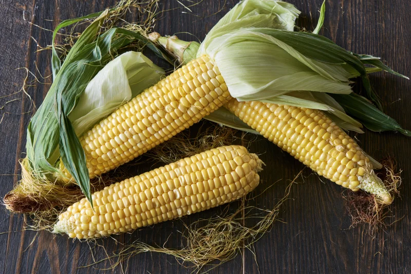 Three ears of fresh yellow corn with green husks and silk on a dark wooden surface