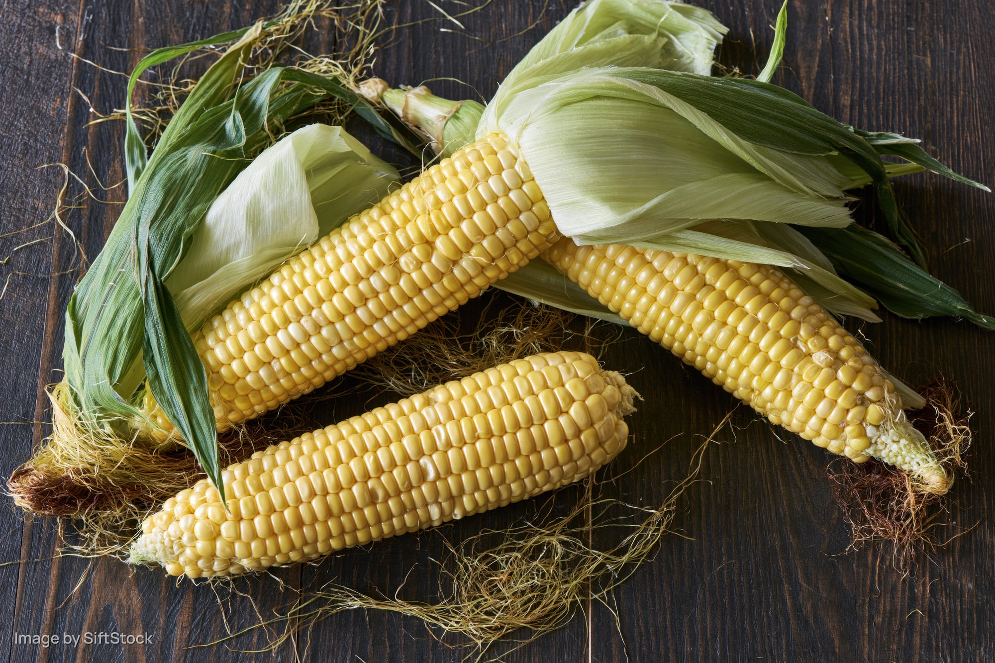 Three ears of fresh yellow corn with green husks and silk on a dark wooden surface