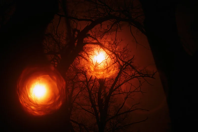 Glowing orange orbs hovering among bare tree branches at night
