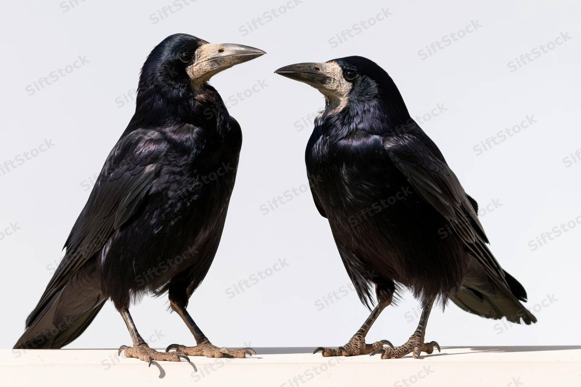 Two rooks standing side by side facing each other on a white surface