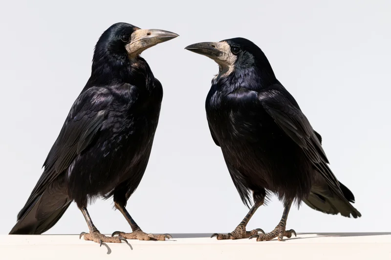 Two rooks standing side by side facing each other on a white surface