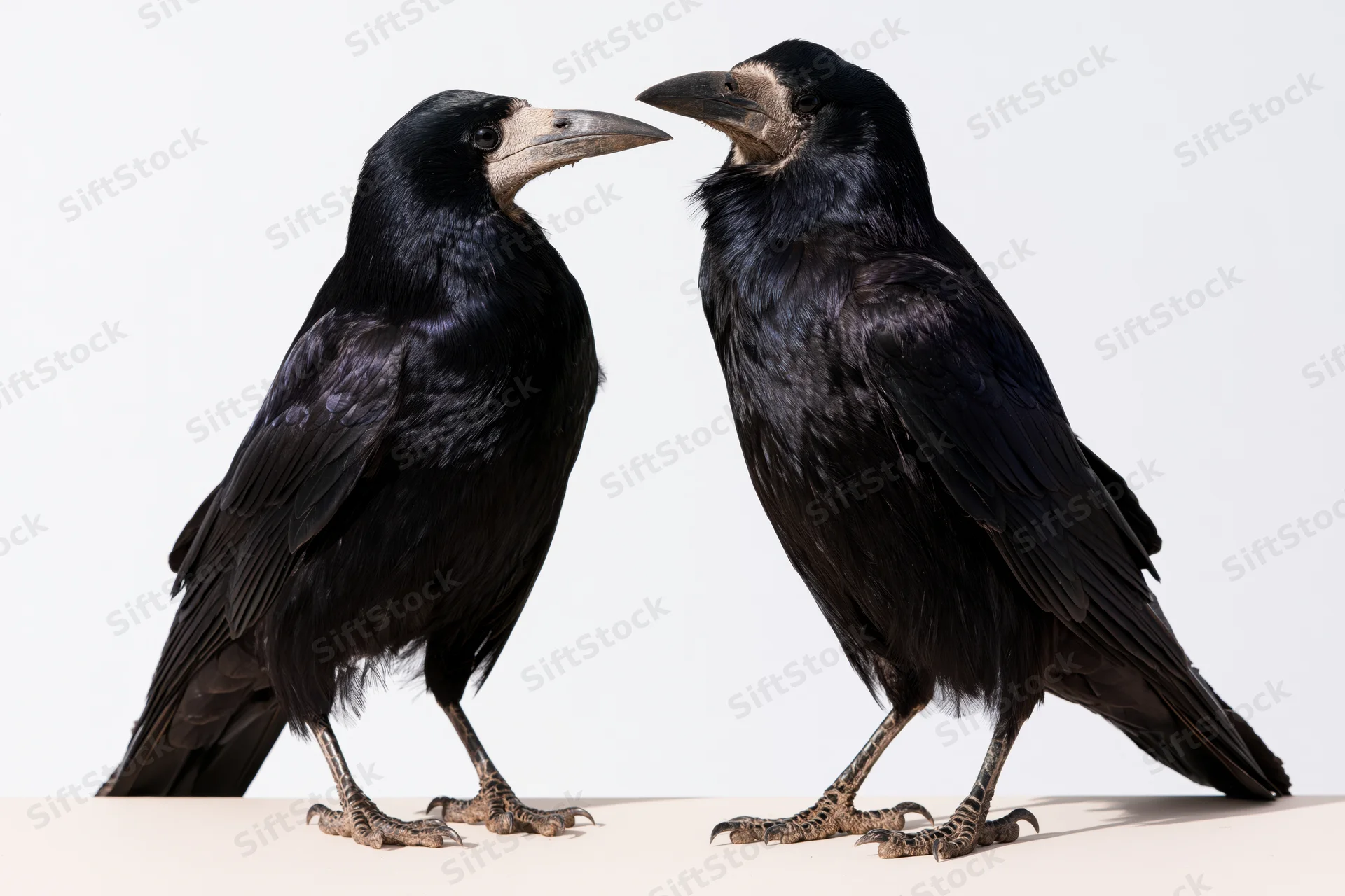 Two rooks standing side by side facing each other on a white surface
