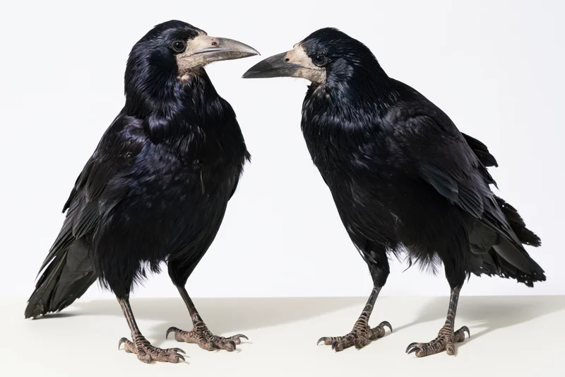 Two rooks standing facing each other on a white surface