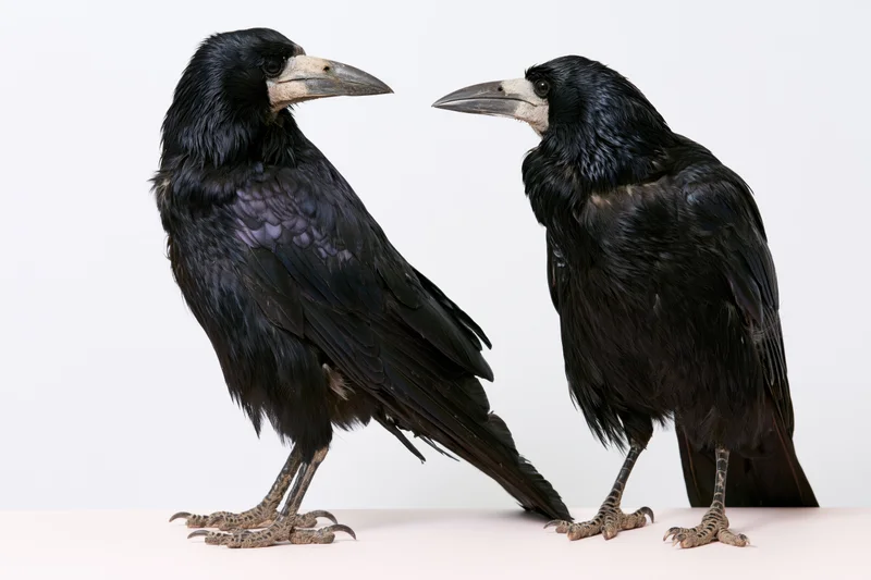 Two rooks standing side by side facing each other on a white surface