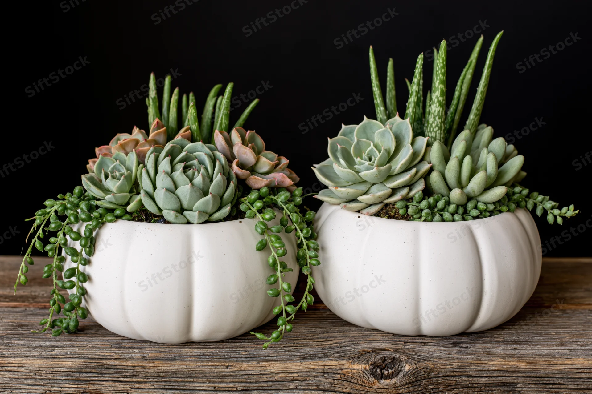 Two white ceramic pumpkin planters filled with assorted succulents on a wooden table