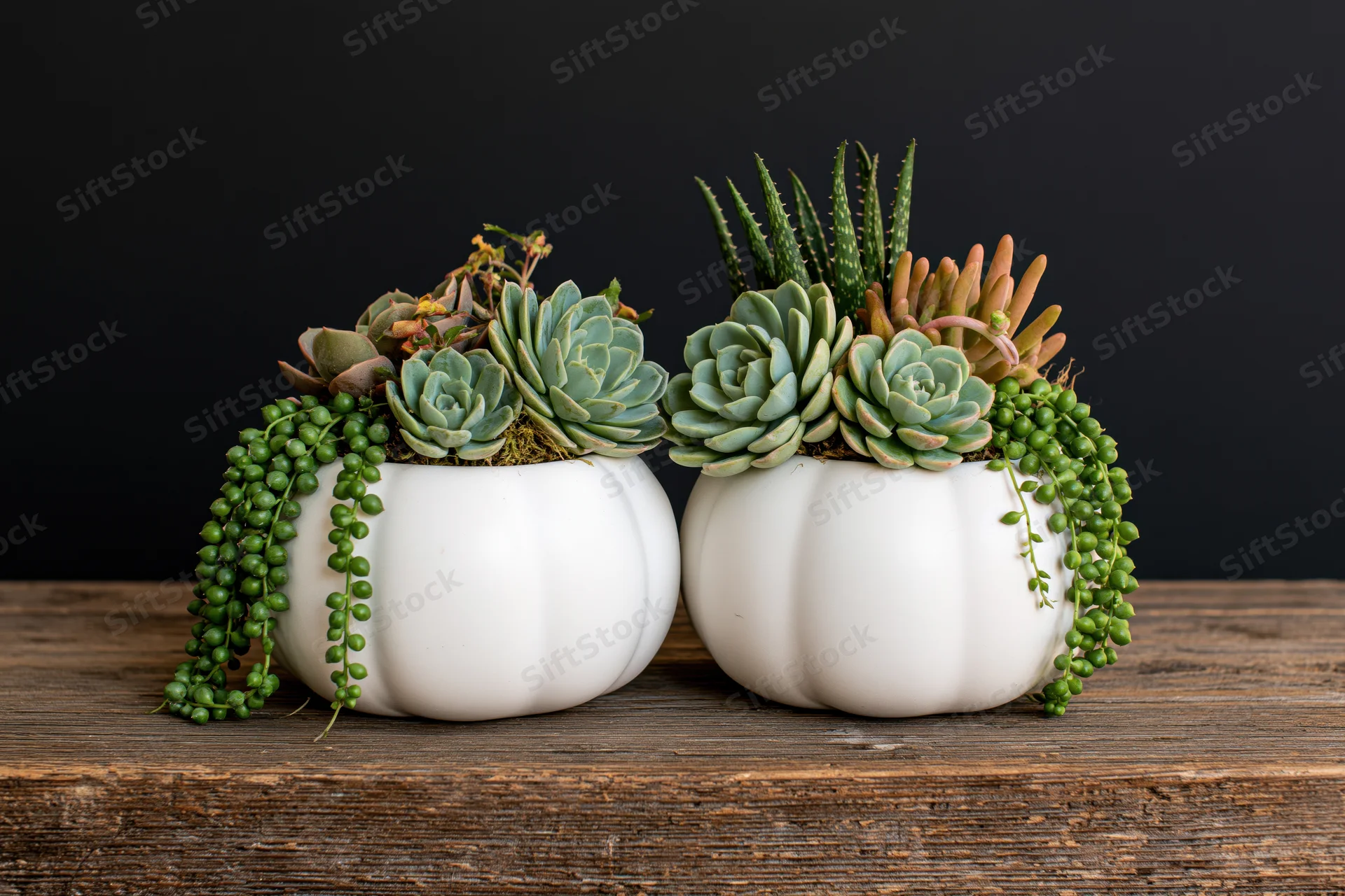 Two white ceramic pumpkin planters filled with assorted succulents on a wooden table