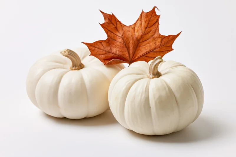 Two white mini pumpkins arranged together with a dried maple leaf on a white background