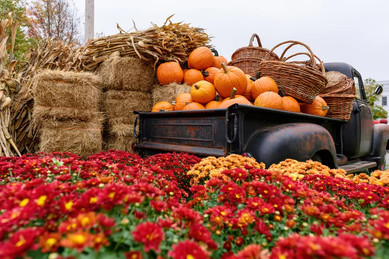 Vintage black farm truck loaded with pumpkins and hay bales in a field of red and orange chrysanthemums