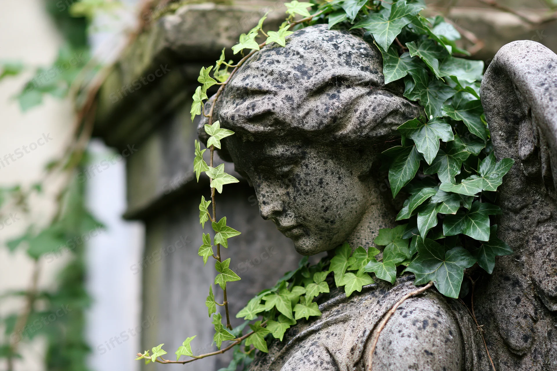 Weathered stone angel statue with downcast head covered in ivy vines in a cemetery