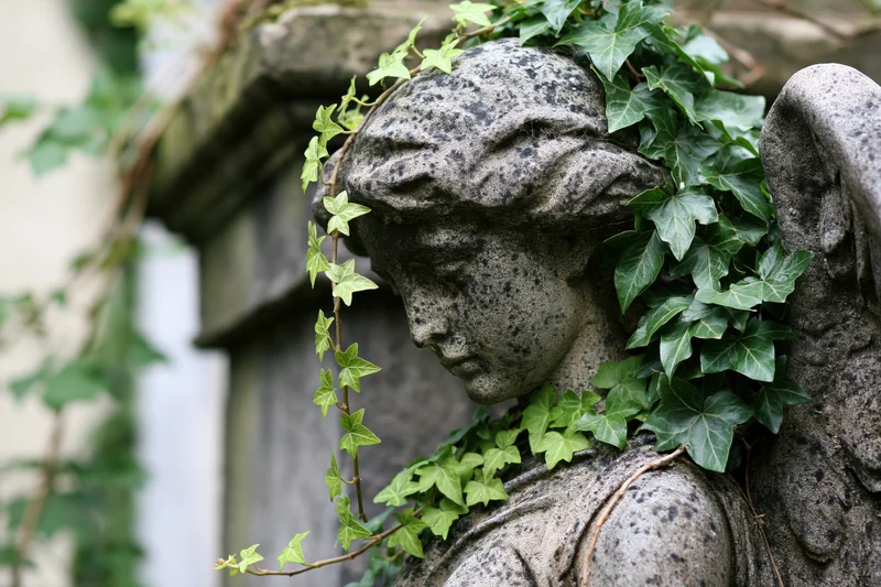 Weathered stone angel statue with downcast head covered in ivy vines in a cemetery