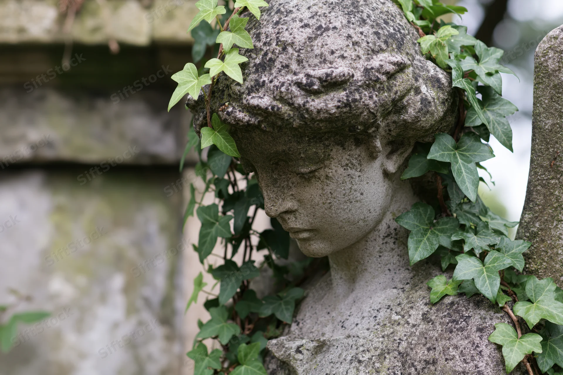 Weathered stone angel statue with downcast head surrounded by ivy vines in a cemetery garden