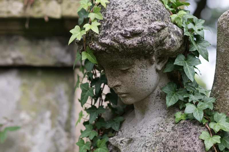 Weathered stone angel statue with downcast head surrounded by ivy vines in a cemetery garden