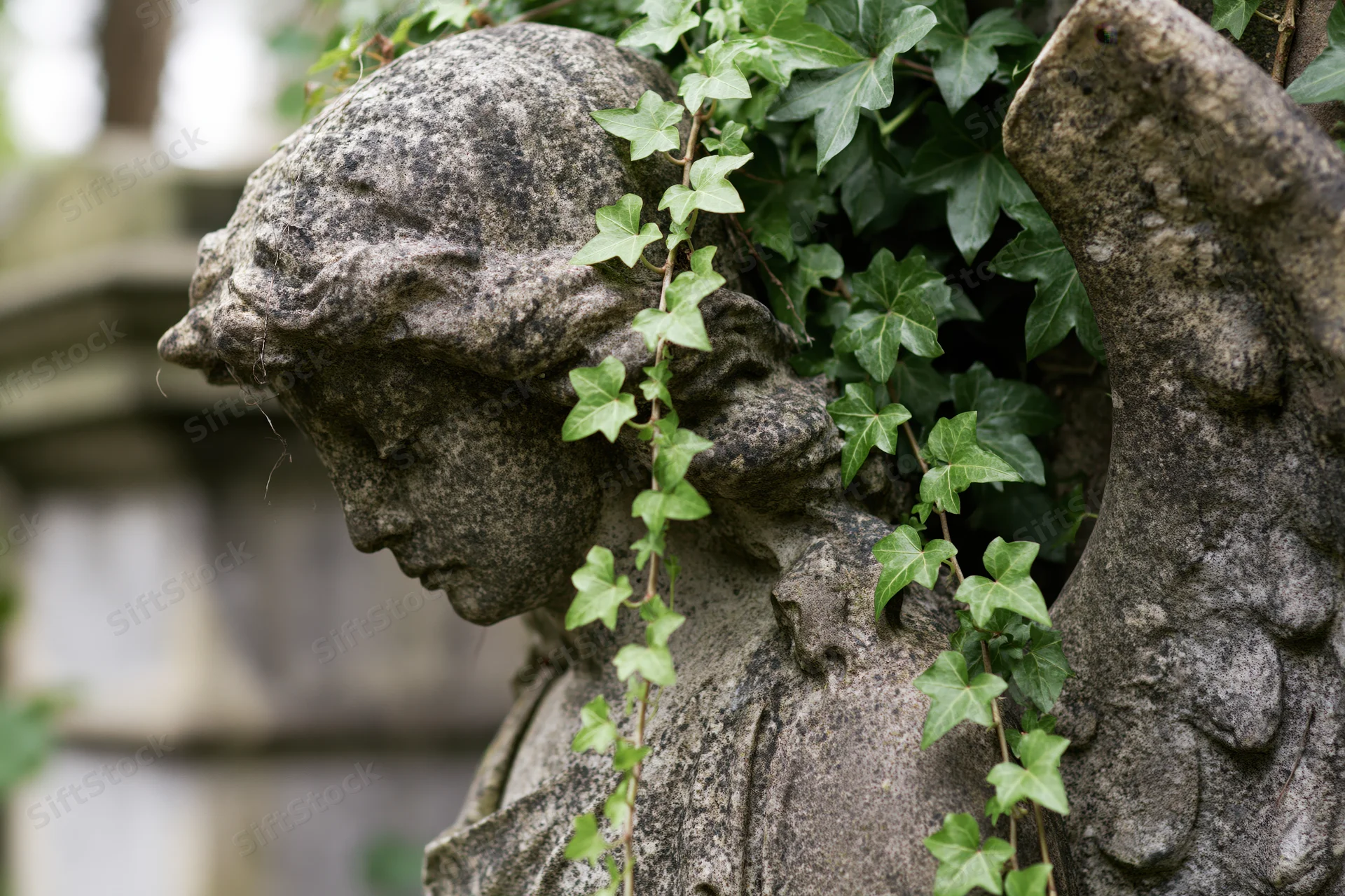 Weathered stone angel statue with downcast head and ivy vines in a cemetery