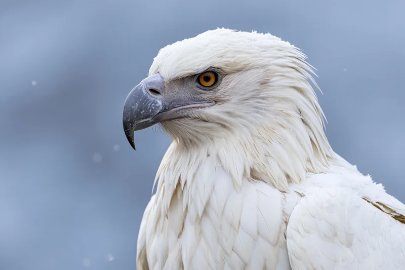 White eagle in close-up profile view against a snowy blue sky
