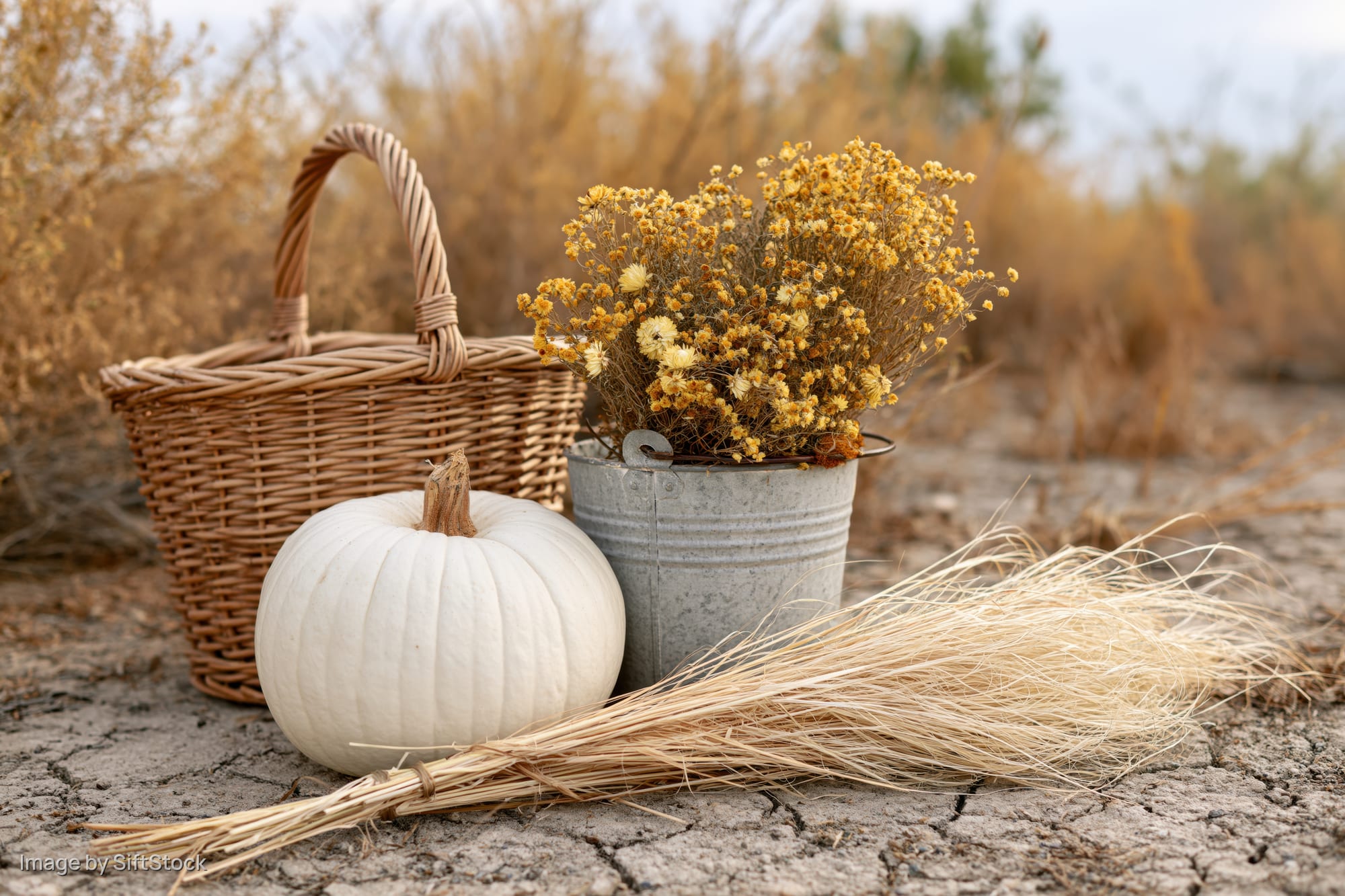 White pumpkin beside wicker basket and tin bucket with dried flowers on cracked earth in a dry field