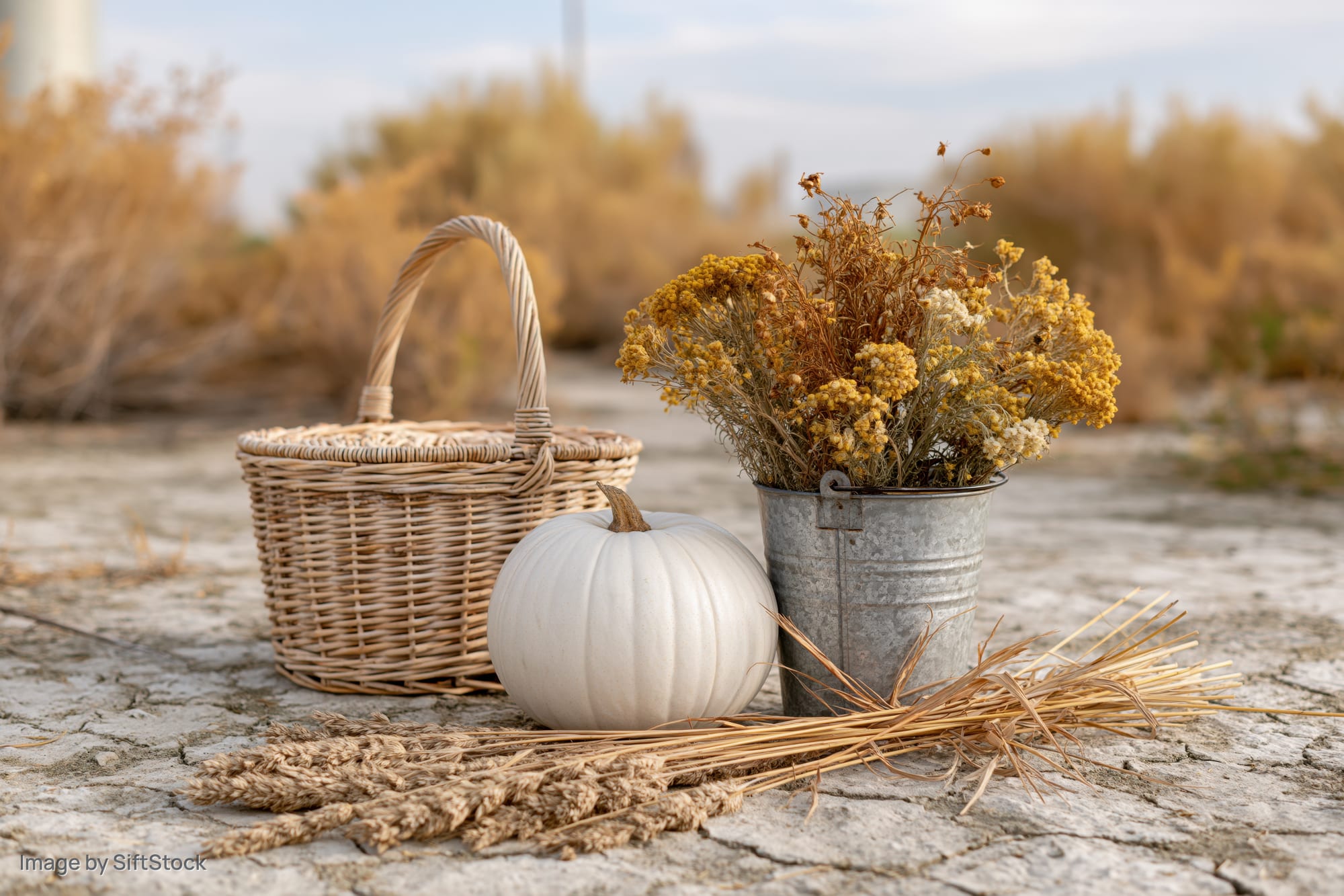 White pumpkin, wicker basket and galvanized bucket with dried flowers arranged on cracked stone ground in a rural field
