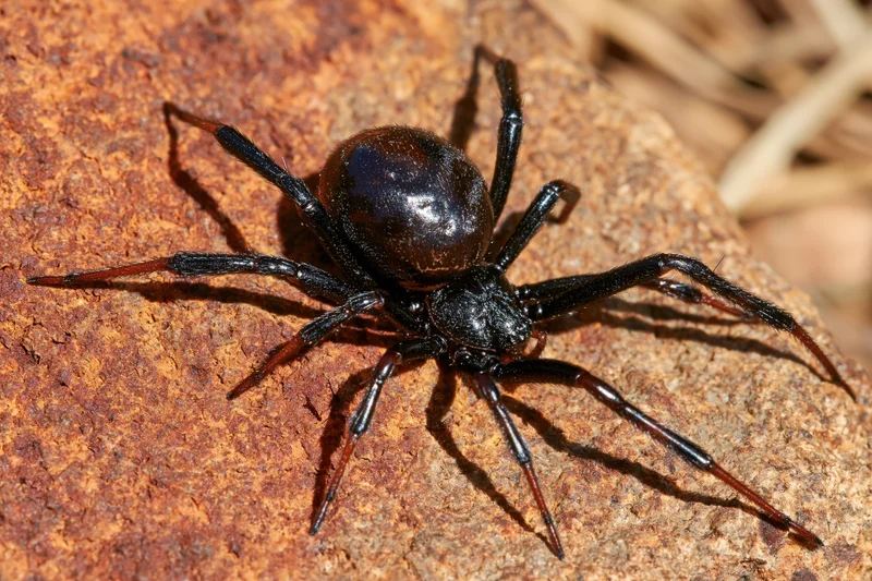 Black widow spider resting motionless on a rough rock surface outdoors