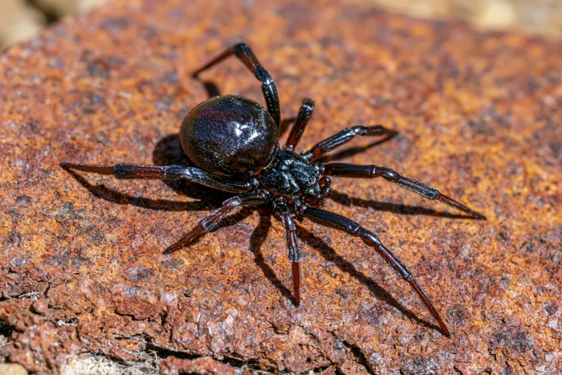 Black widow spider resting motionless on a rough textured rock outdoors
