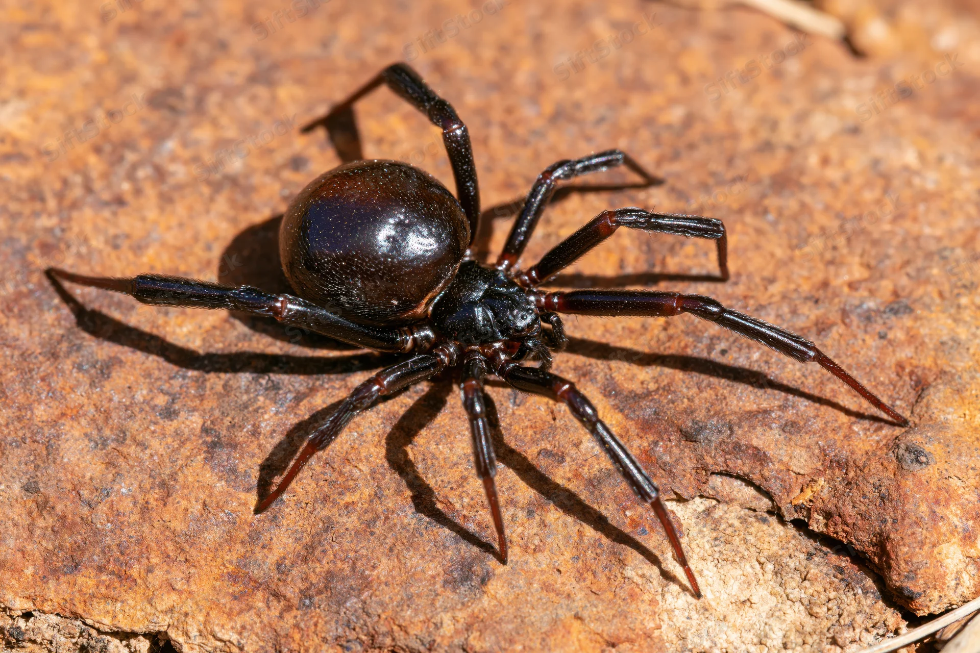 Black widow spider resting motionless on a rough rock surface