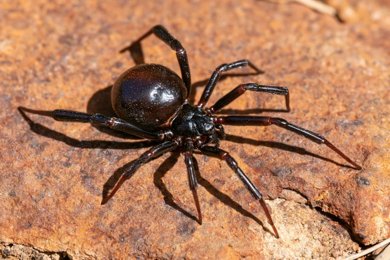 Black widow spider resting motionless on a rough rock surface