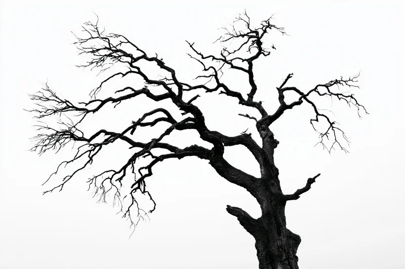 Dead gnarled oak tree with bare twisted branches spreading against white background