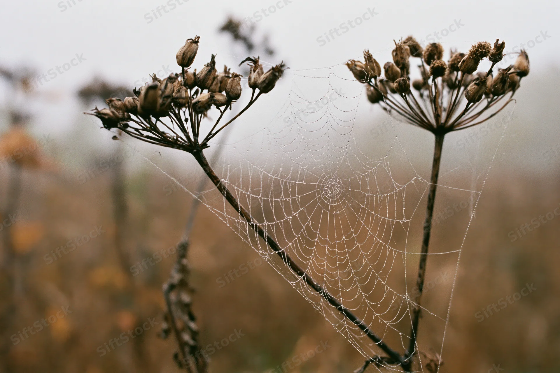 Dew-covered spiderweb stretched between two dry wildflower seedheads in a misty field