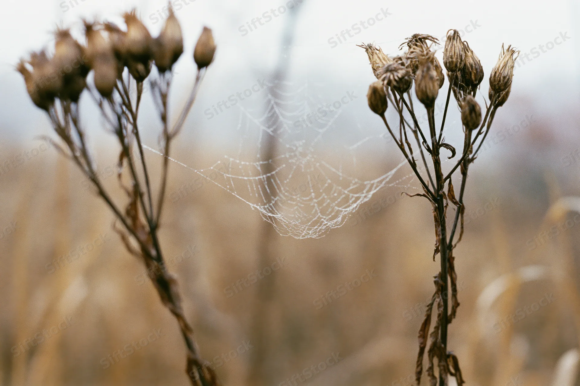 Dew-covered spiderweb stretched between two dried wildflower seedheads in a field