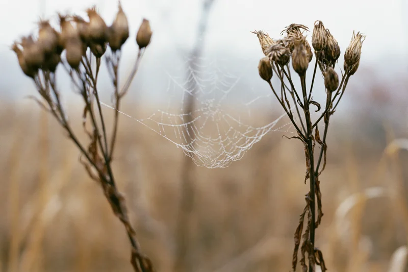 Dew-covered spiderweb stretched between two dried wildflower seedheads in a field