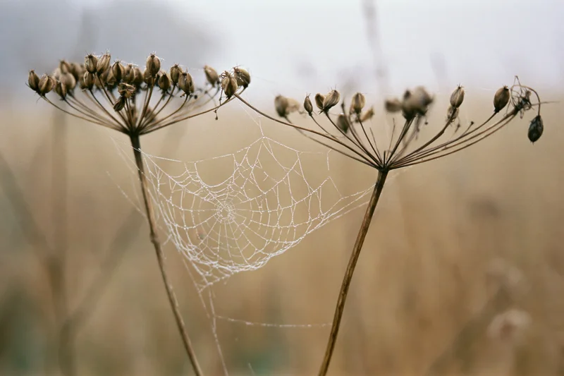 Spiderweb stretched between two dry seed-bearing wildflowers in a misty field