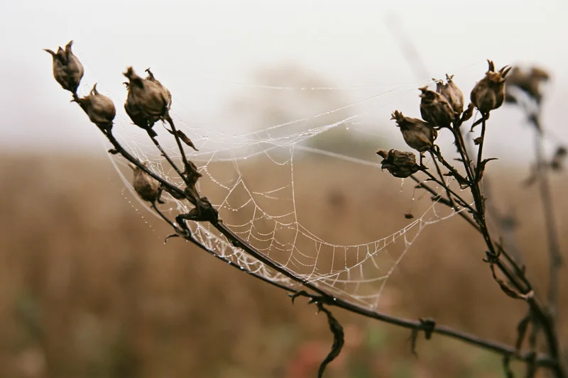 Spiderweb with dew droplets stretched between dry wildflower seedheads in a misty field