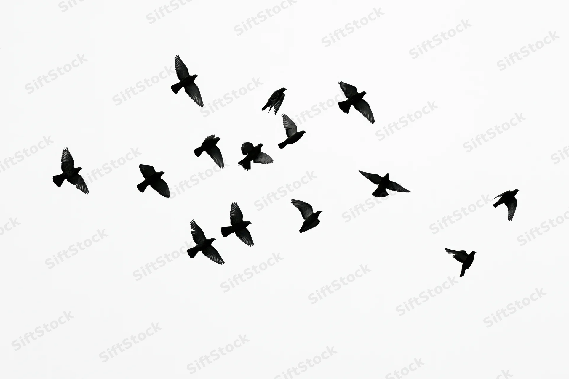 Silhouetted birds in mid-flight against a white background