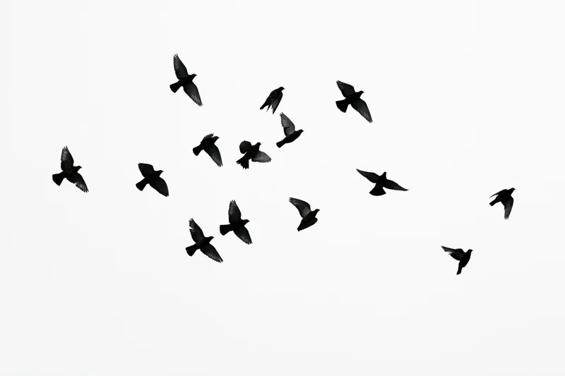 Silhouetted birds in mid-flight against a white background