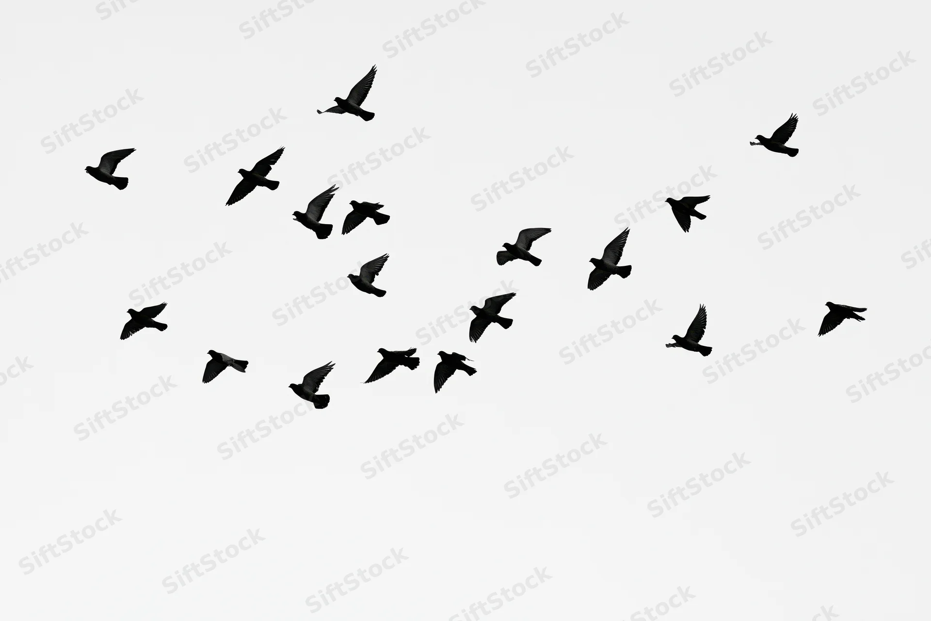 Flock of birds in mid-flight against a white sky
