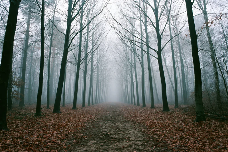 Forest path lined with tall bare deciduous trees receding into fog
