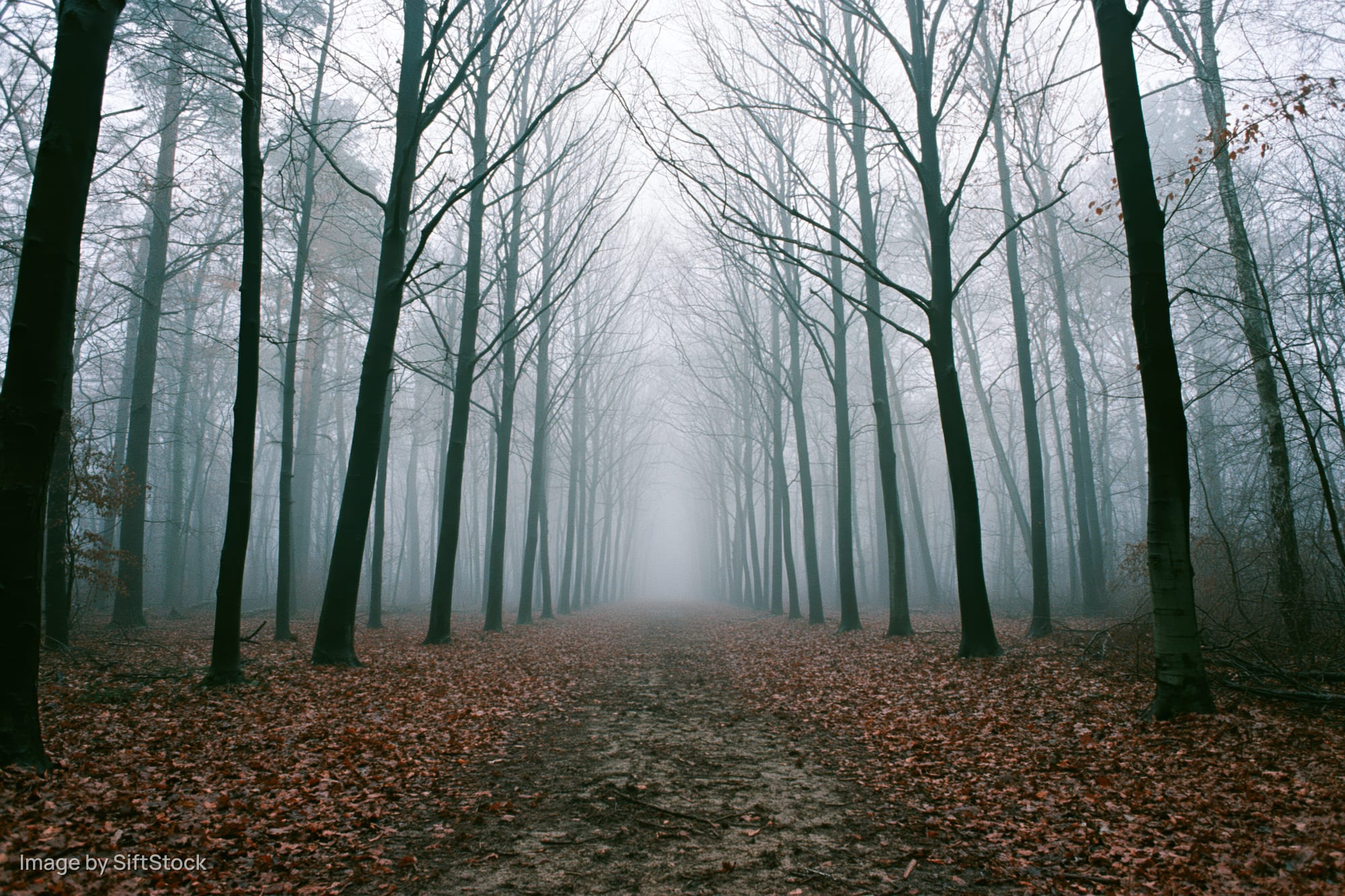 Forest path lined with tall bare deciduous trees receding into fog