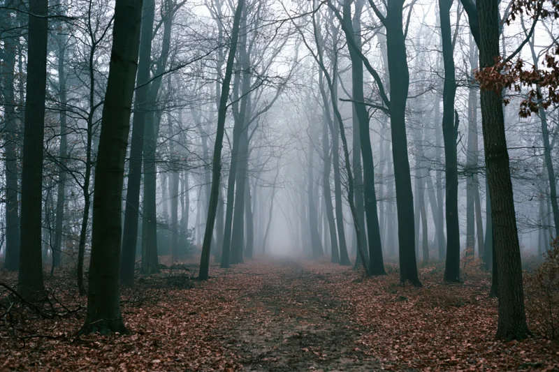 Forest path lined with tall bare deciduous trees receding into fog, covered in fallen leaves