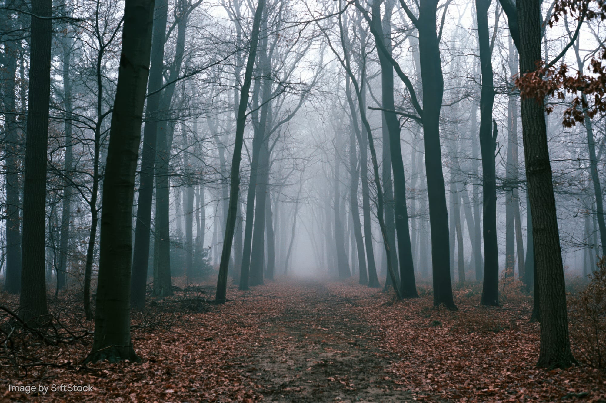 Forest path lined with tall bare deciduous trees receding into fog, covered in fallen leaves