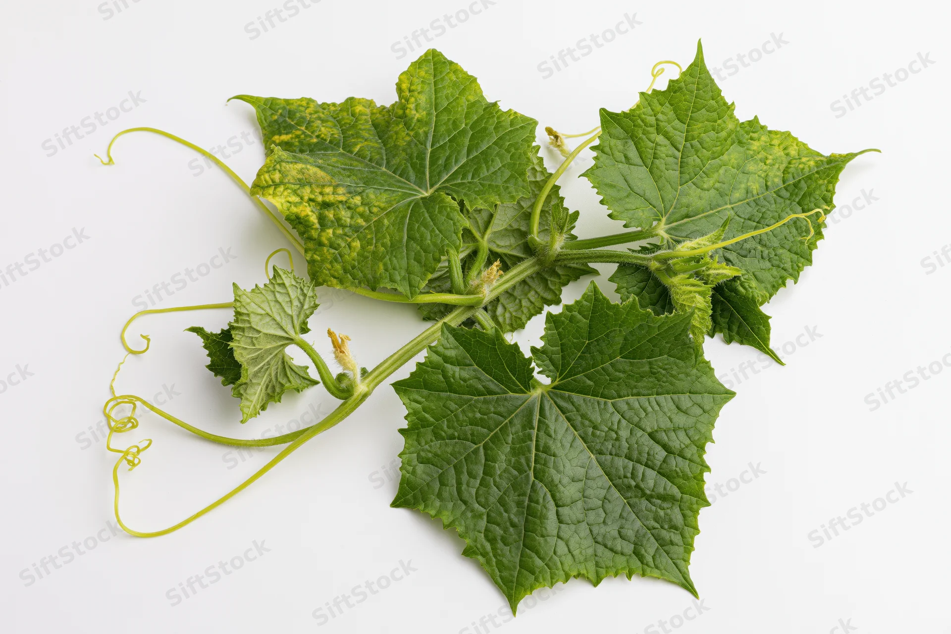 Cucumber vine with broad green leaves and curling tendrils on white background