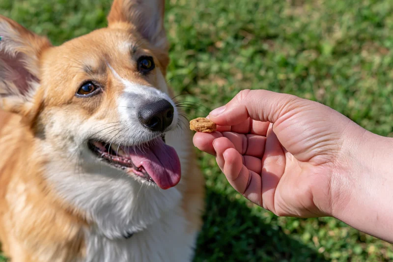 Dog looking at treat held in hand on grassy field
