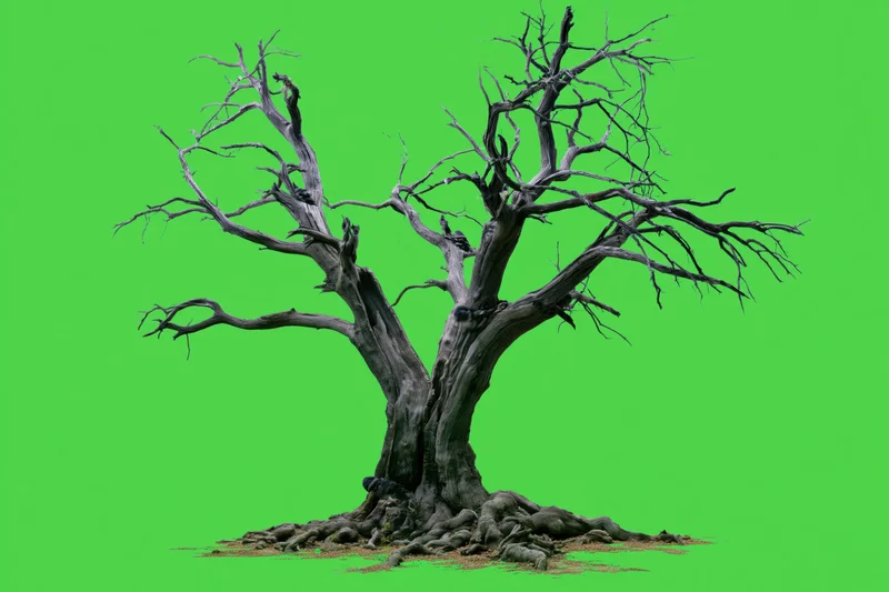 Dead tree with wide spreading branches and exposed roots on green screen