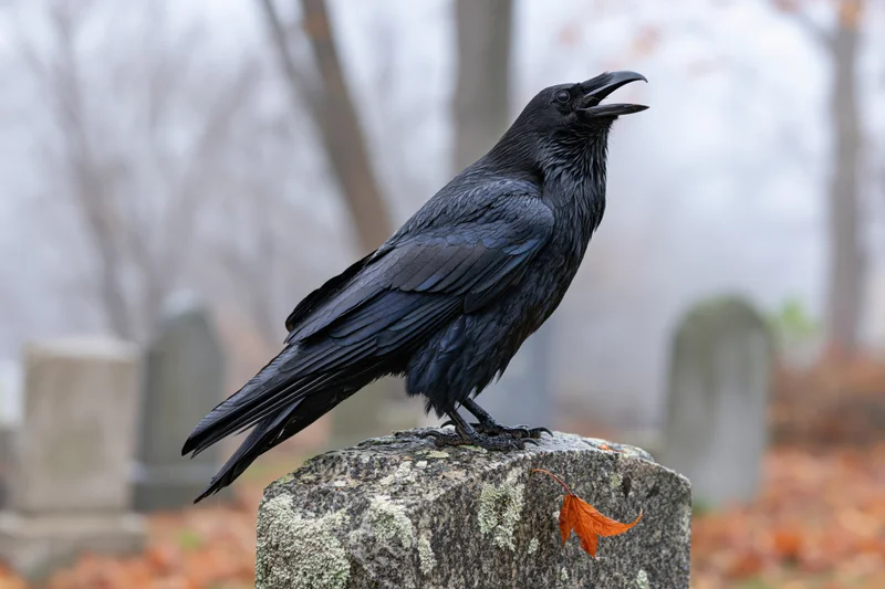 Black crow perched on weathered granite gravestone in foggy cemetery with autumn leaf