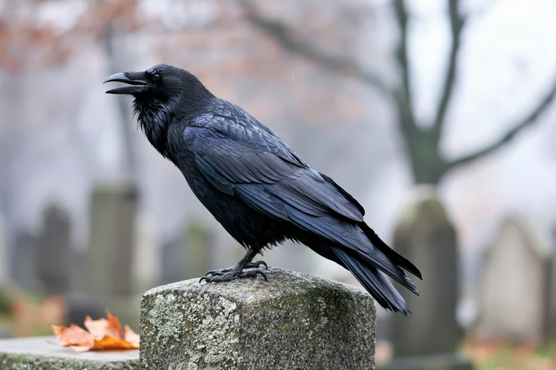 Black crow perched on weathered granite gravestone in misty cemetery with autumn leaves nearby