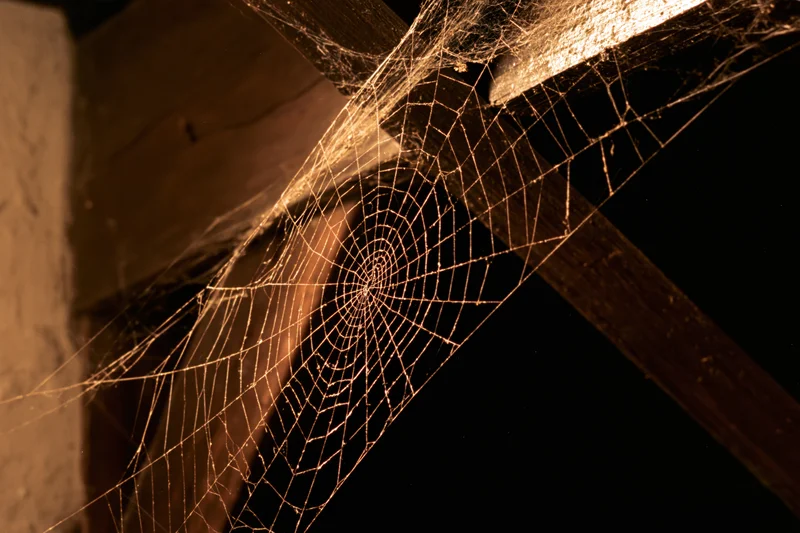 Intricate spiderweb glowing in warm light between dark wooden beams in a dim interior